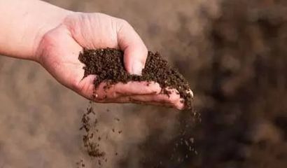 微生物肥料 土壤生態(tài)修復(fù)的綠色未來主力軍
